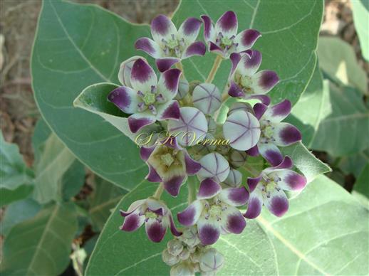   Inflorescence-Umbellate cyme